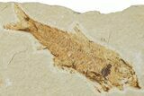Fossil Fish (Knightia) - Green River Formation #224518-1